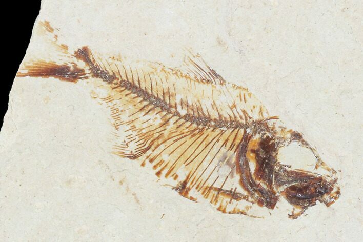 Bargain, Cretaceous Fossil Fish (Armigatus) - Lebanon #102559